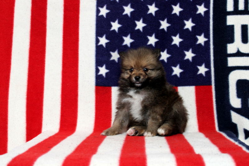 puppy, for, sale, Pomeranian, Matthew B. Stoltzfus, dog, breeder, Gap, PA, dog-breeder, puppy-for-sale, forsale, nearby, find, puppyfind, locator, puppylocator, aca